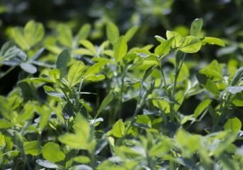 Alfalfa 2221993 1920