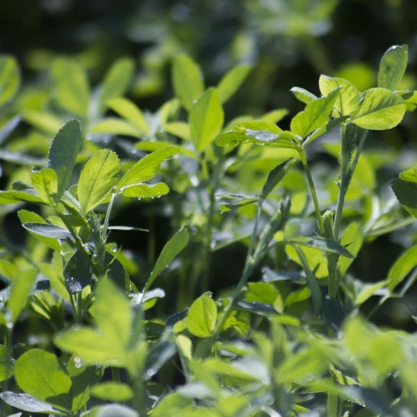 Alfalfa 2221993 1920