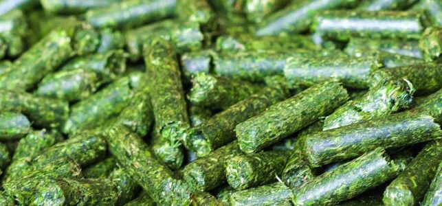 Pellets Futtertrocknung